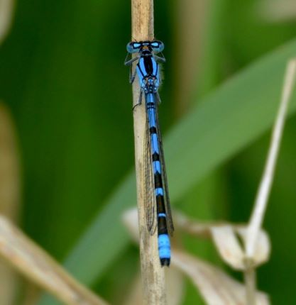 03  Common Blue Damselfly (Enallagma cyathigerum)