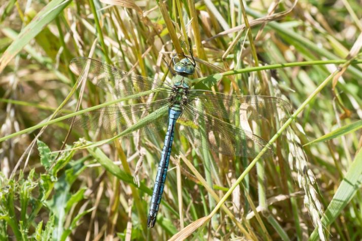12  Emperor Dragonfly (Anax imperator)