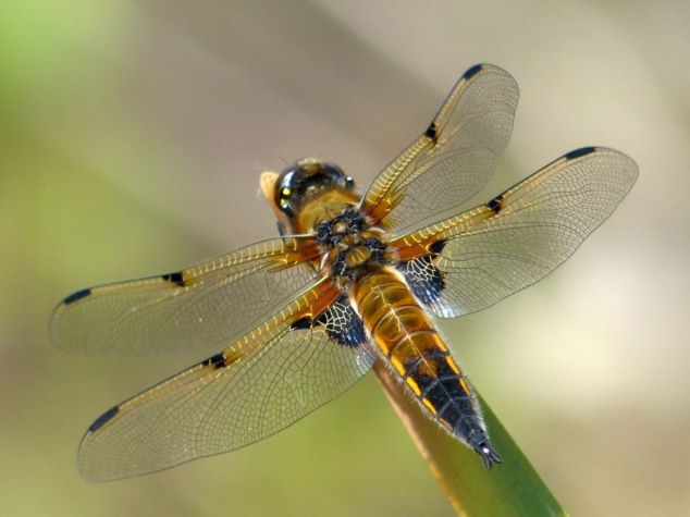 15  Four-spotted Chaser (Libellulia quadrimaculata)