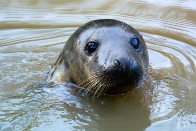 21 Grey Seal (Halichoerus grypus)