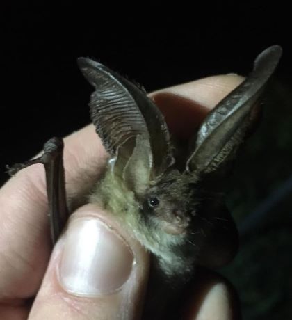 18  Brown Long-eared Bat (Plecotus auritus)